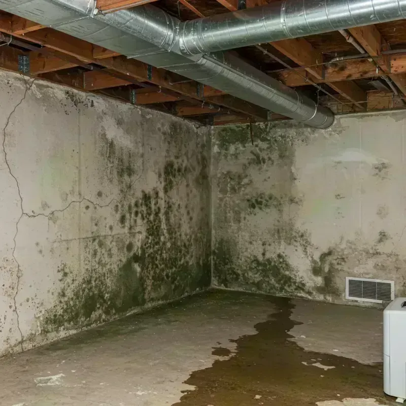 Professional Mold Removal in Metcalfe County, KY